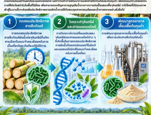 พัฒนาสารชีวภัณฑ์ ลดการสูญเสียน้ำตาลในอ้อยหลังการเก็บเกี่ยว