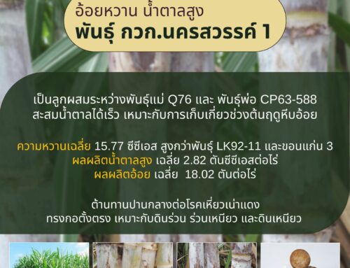 แนะนำ 4 พันธุ์อ้อยจากศูนย์วิจัยพืชไร่นครสวรรค์